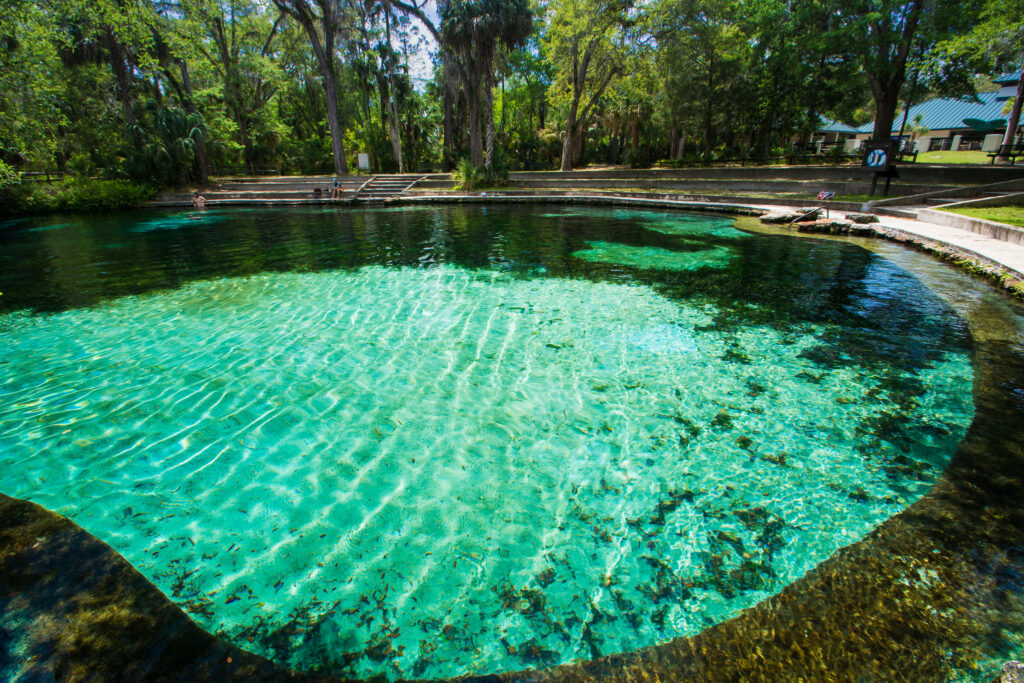 Juniper Springs, known locally as "The Springs," you'll find a 135' by 80' oval-shaped pool with limestone caves on the bottom surrounded by a basin of rock and concrete.